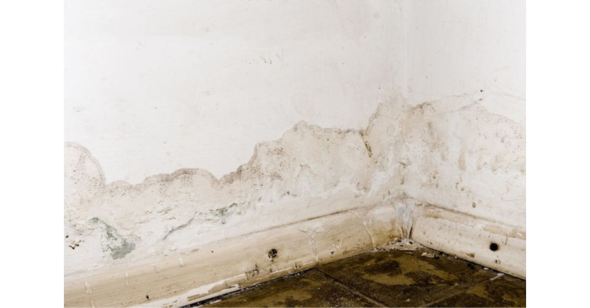 Rust-Oleum : Humedad en paredes: ¿cómo eliminar los hongos de manera  efectiva?